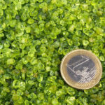 Olivin | Peridot Trommelsteine Ø ca. 2 – 5 mm Edelsteine Heilsteine bei Wunderstein24