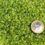 Olivin | Peridot Trommelsteine Ø ca. 2 – 5 mm Edelsteine Heilsteine bei Wunderstein24