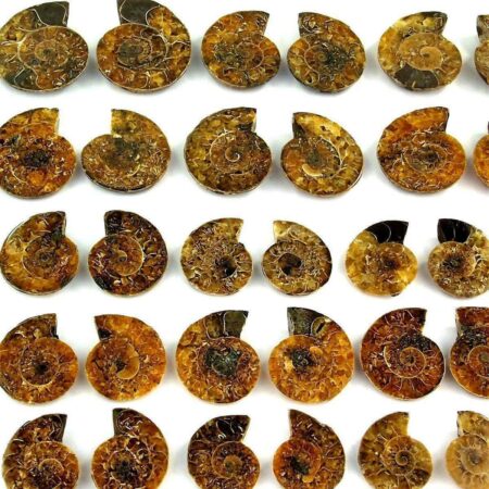 Ammoniten Paar je 8 – 11 g poliert aus Madagaskar in bester Qualität Edelsteine Heilsteine bei Wunderstein24