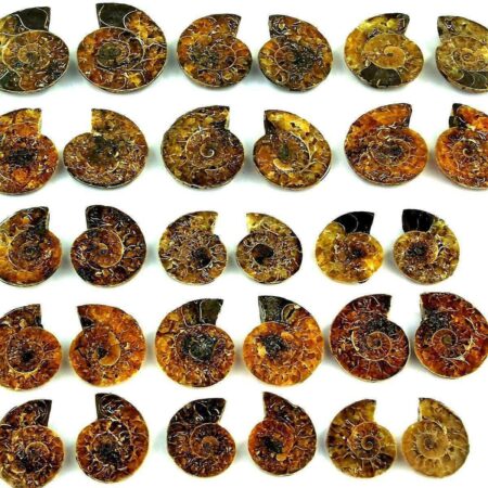 Ammoniten Paar je 8 – 11 g poliert aus Madagaskar in bester Qualität Edelsteine Heilsteine bei Wunderstein24