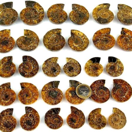 Ammoniten Paar je 8 – 11 g poliert aus Madagaskar in bester Qualität Edelsteine Heilsteine bei Wunderstein24