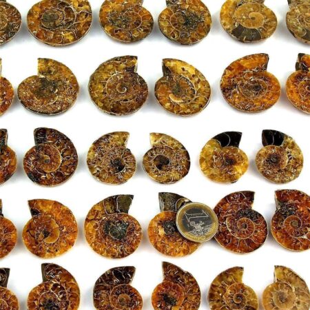 Ammoniten Paar je 8 – 11 g poliert aus Madagaskar in bester Qualität Edelsteine Heilsteine bei Wunderstein24