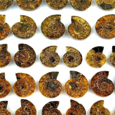 Ammoniten Paar je 8 – 11 g poliert aus Madagaskar in bester Qualität Edelsteine Heilsteine bei Wunderstein24