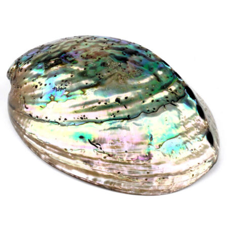 Abalone Schale poliert Ø ca. 125 mm Seeohr Perlmutt Haliotis Räucherschale Edelsteine Heilsteine bei Wunderstein24
