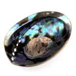 Abalone Schale poliert Ø ca. 125 mm Seeohr Perlmutt Haliotis Räucherschale Edelsteine Heilsteine bei Wunderstein24